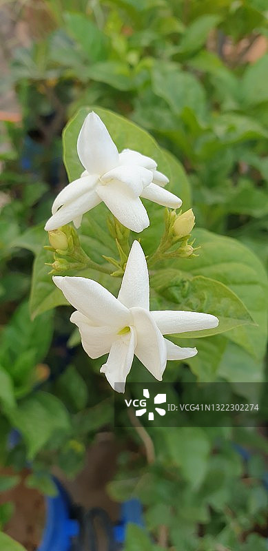阿拉伯茉莉花植物花(茉莉花sambac)白花图片素材