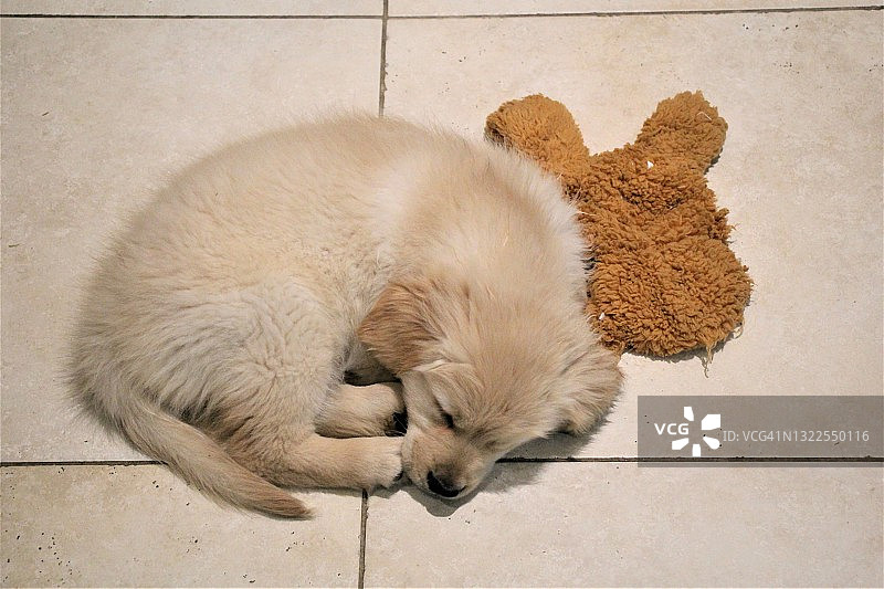 一只9周大的纯种金毛寻回犬，睡觉、跑步、玩耍图片素材