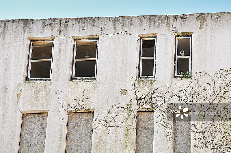 鸽子在废弃的建筑窗户里图片素材