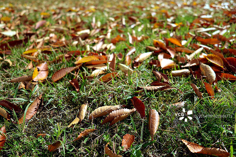 落叶落在草坪上。图片素材