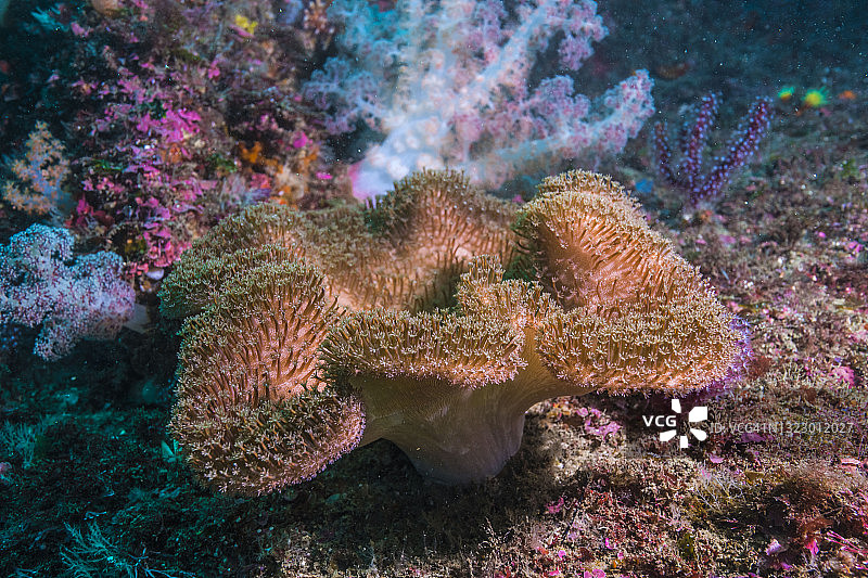 皮革珊瑚礁上的珊瑚。Owase,米氏日本图片素材