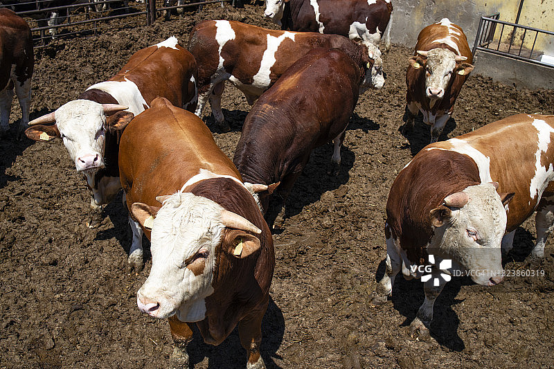 一群强壮的公牛，是有机农场肉类生产的家畜。图片素材