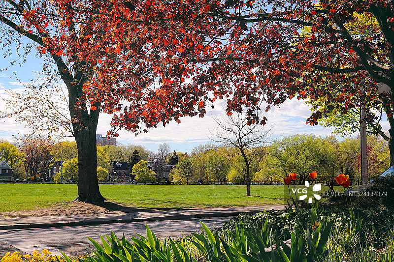 公园里盛开的大自然——绿舞台，红枫树窗帘图片素材