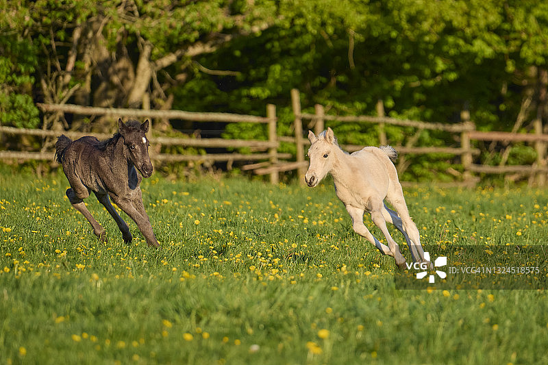马，两只小马驹在春天的牧场上奔跑图片素材