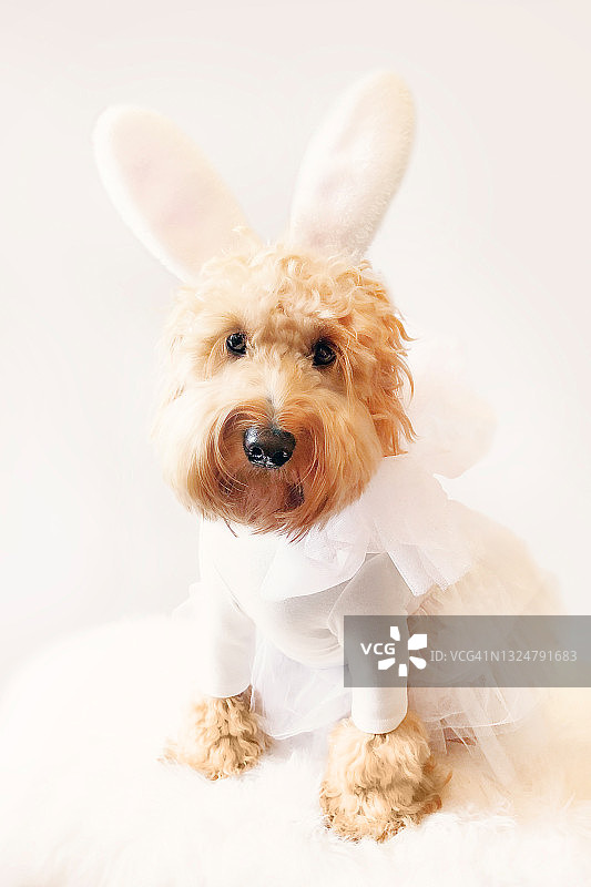 可爱的金毛狗在兔子服装图片素材