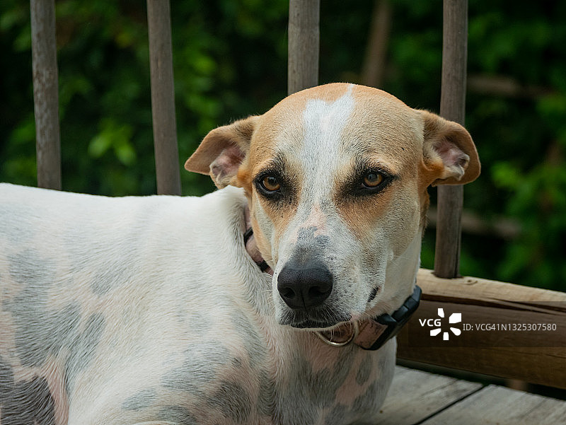 哥伦比亚瓜希拉帕洛米诺，一只白黄相间的杂种狗坐在房子的木地板上图片素材