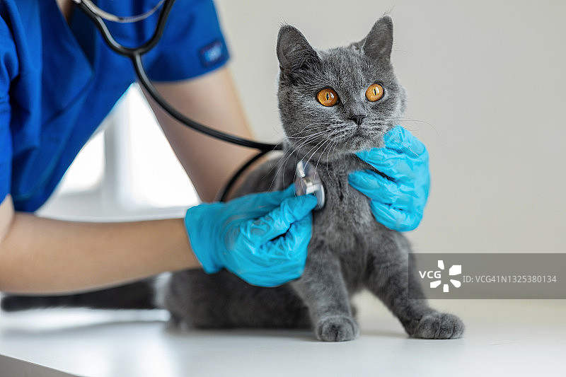 猫与兽医图片素材
