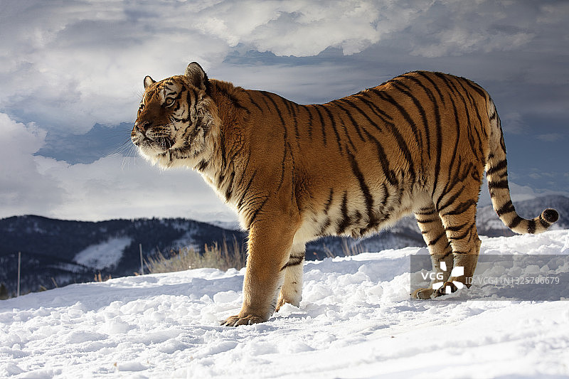 这是东北虎(panthera tigris altaica)站在雪地上的近景图片素材