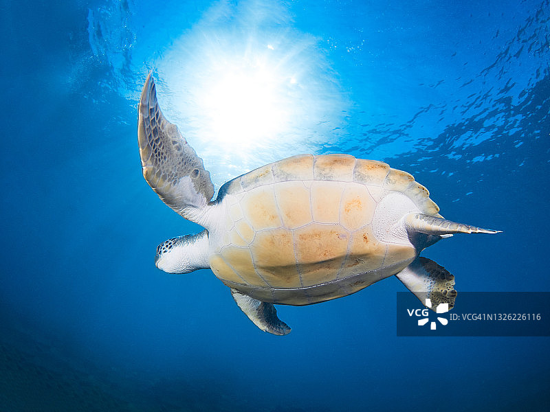 绿海龟(Chelonia mydas)在大西洋温暖的水域自由游泳。加那利群岛(西班牙)图片素材