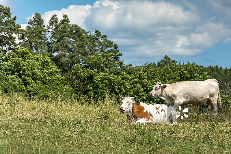 奶牛在绿色的田野上吃草，捷克共和国。夏季放牧。牛繁殖。图片素材