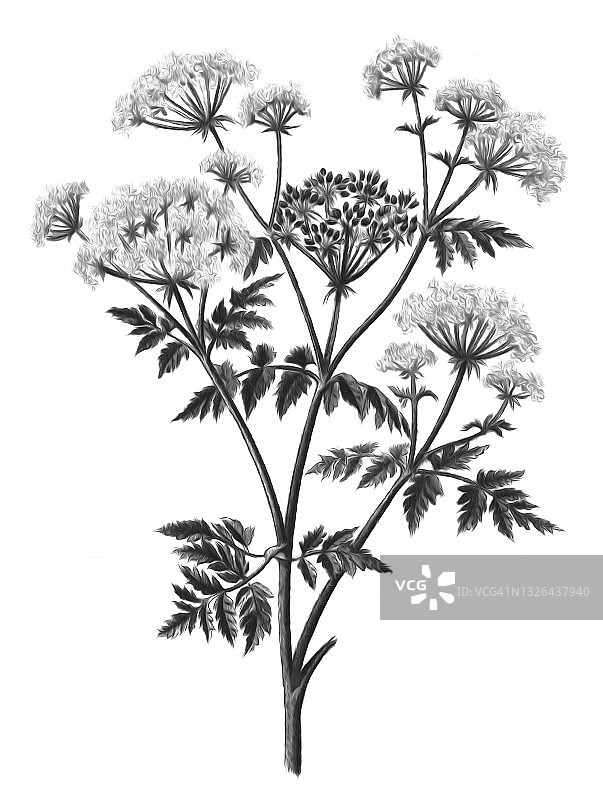 铁杉或毒芹的古老雕刻插图(Conium maculatum)图片素材