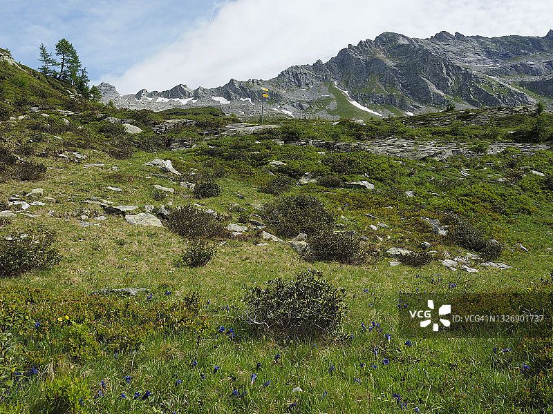 Rovana山谷附近Bosco Gurin附近的蓝色龙胆和阿尔卑斯玫瑰徒步旅行图片素材