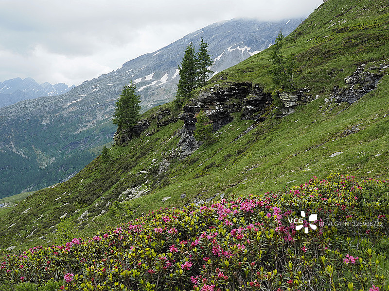Rovana山谷Bosco Gurin附近的落叶松和开花的阿尔卑斯杜鹃图片素材