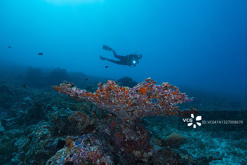 在密克罗尼西亚的帕劳，珊瑚礁，黑条兵鱼和潜水员图片素材