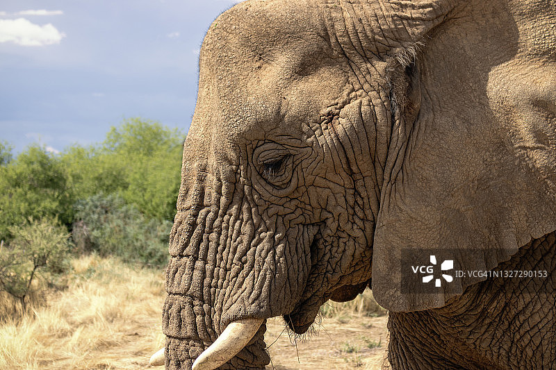 埃托沙国家公园草原上的非洲丛林象。非洲图片素材