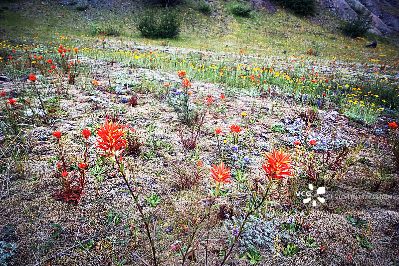 山坡草地上的印度画笔野花图片素材