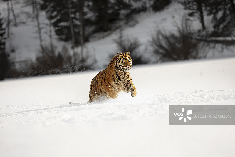 东北虎(panthera tigris altaica)在雪中奔跑的场景图片素材
