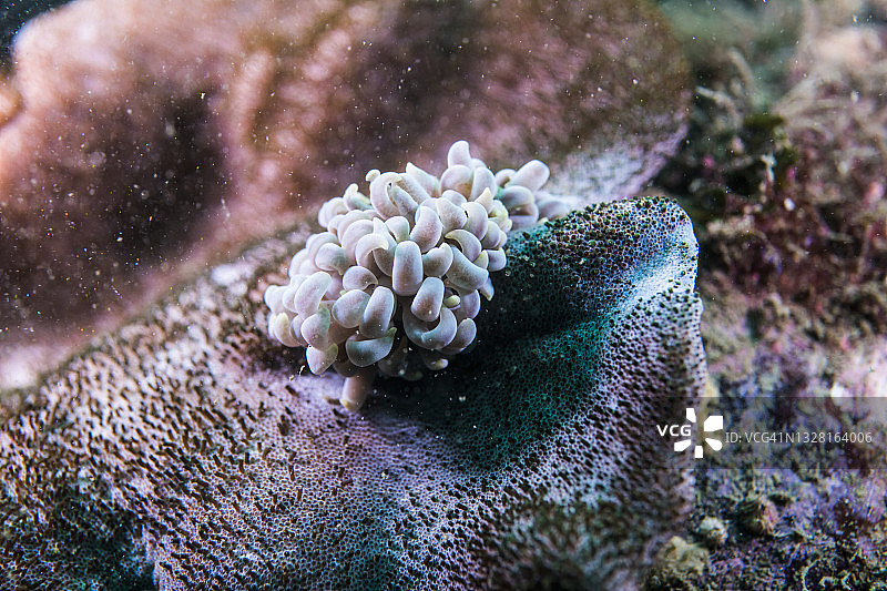裸鳃科，蘑菇皮珊瑚上的叶柄珊瑚。Owase,米氏日本图片素材