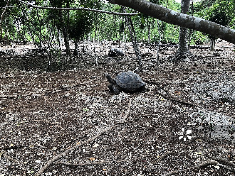 亚达伯拉巨龟(Aldabrachelys gigantea)是昌古岛上一个可以参观的小群落的一部分。石城，桑给巴尔，坦桑尼亚。图片素材