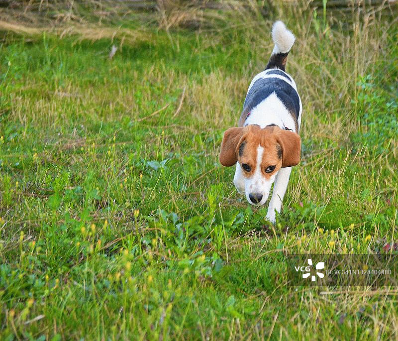 比格犬在绿色草地上奔跑。模仿空间家犬的概念。宠物的背景。自然公园里的小猎犬图片素材