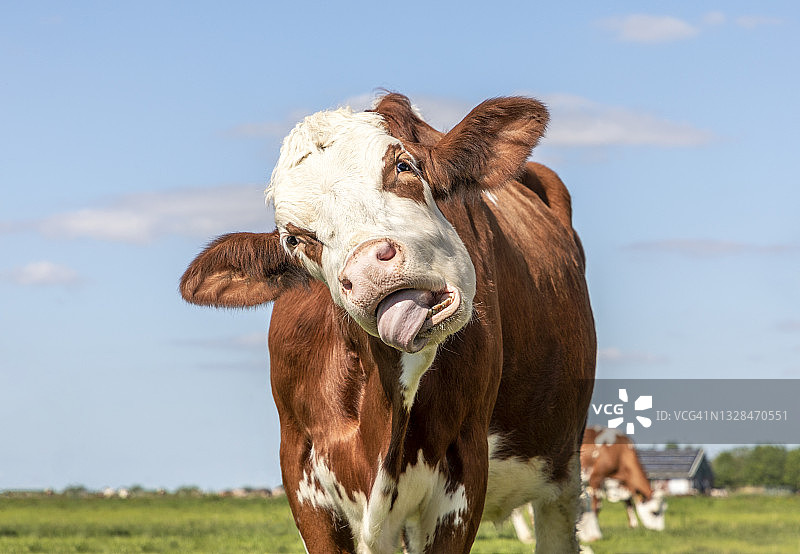 搞笑的牛被自己的舌头噎住了，牛在吃东西时张着嘴图片素材