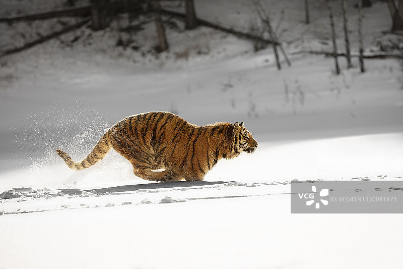 西伯利亚虎(panthera tigris altaica)在雪地里奔跑的副景图片素材