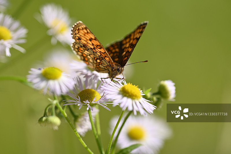 蝴蝶栖息在花上的特写镜头图片素材