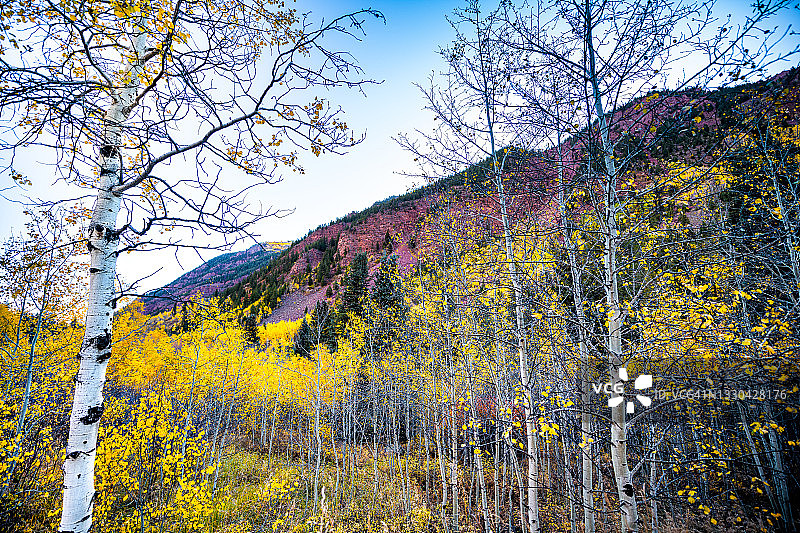 栗色铃铛地区，从充满活力的黄色树叶的著名道路的观点，白杨树在科罗拉多州洛基山脉的前景，秋天，秋天的高峰图片素材