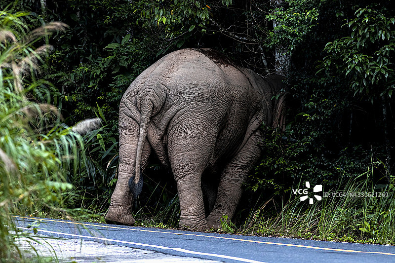 泰国考艾国家公园的大象图片素材