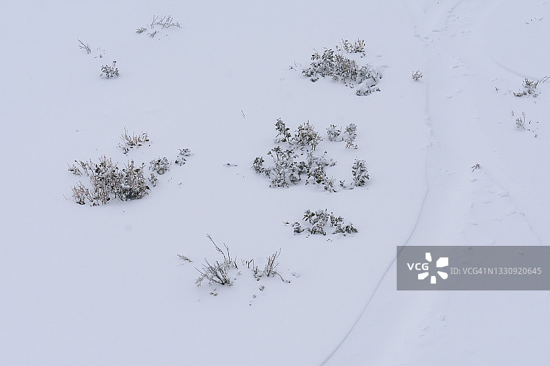 布勒山的滑雪道和深雪中的灌木丛图片素材