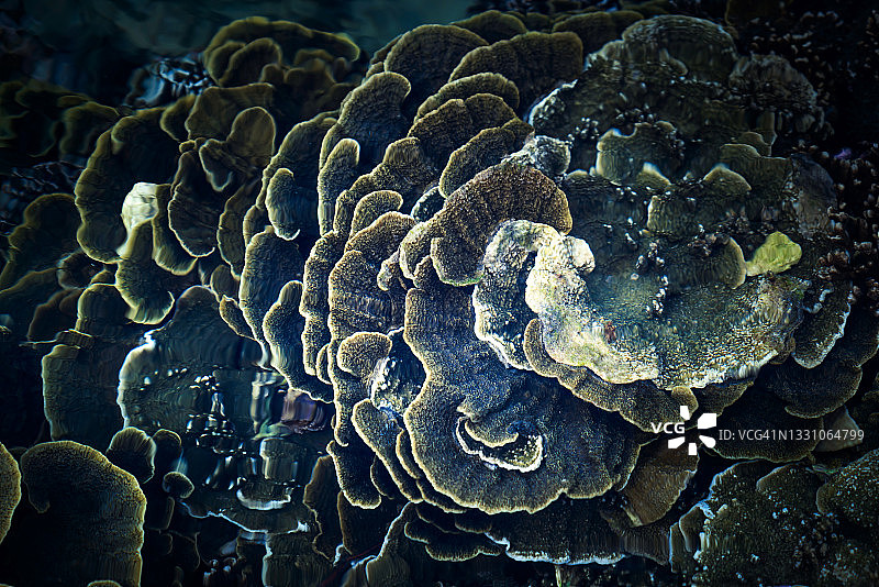 美丽的背景与独特的珊瑚海底图片素材