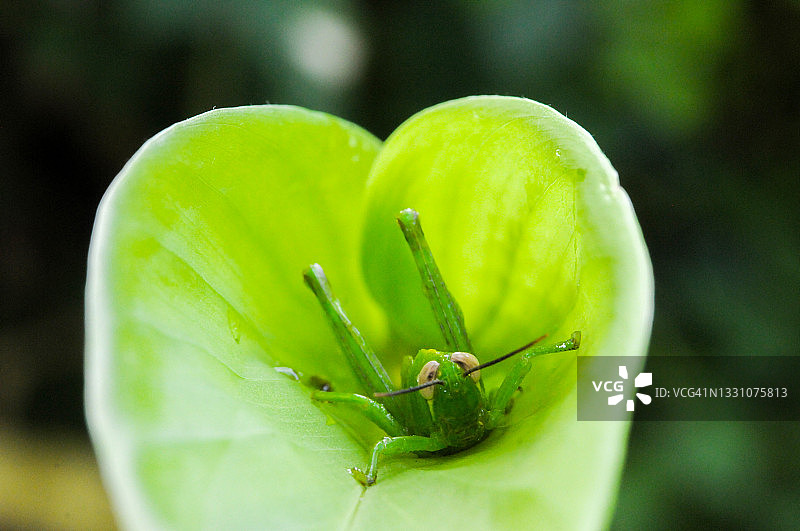 绿色的蚱蜢挂在叶子上，背景是绿色的图片素材