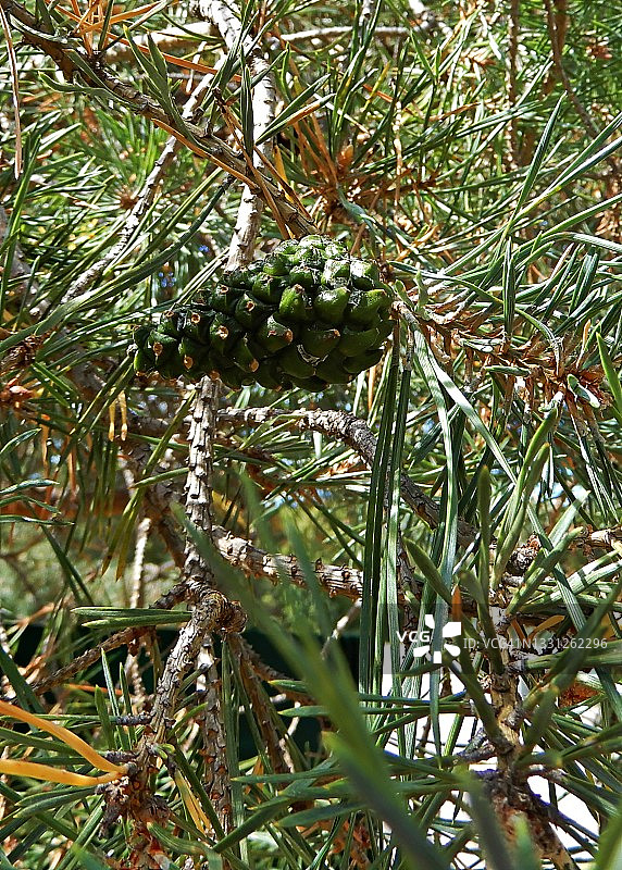 松树上的绿色松果/安大略省图片素材