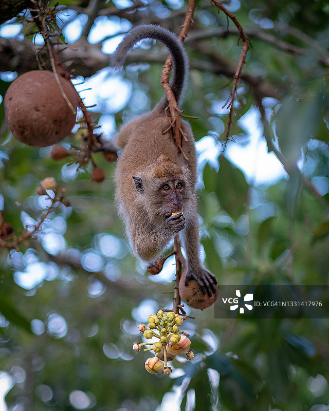 马来西亚，猴子在炮弹树上吃浆果图片素材