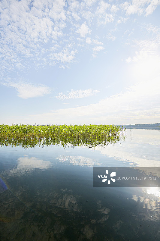 芦苇丛生的田园诗般的湖泊，蓝天白云倒映在平静的水面上图片素材