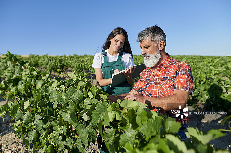 在阳光明媚的日子里，一位男农夫正在检查葡萄植株，而一位女农夫正在写书图片素材