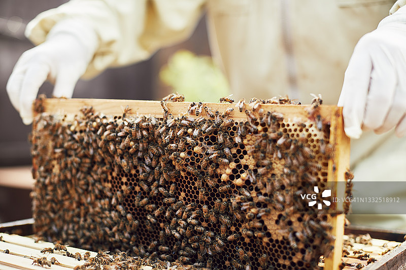 在花园里工作的养蜂人图片素材