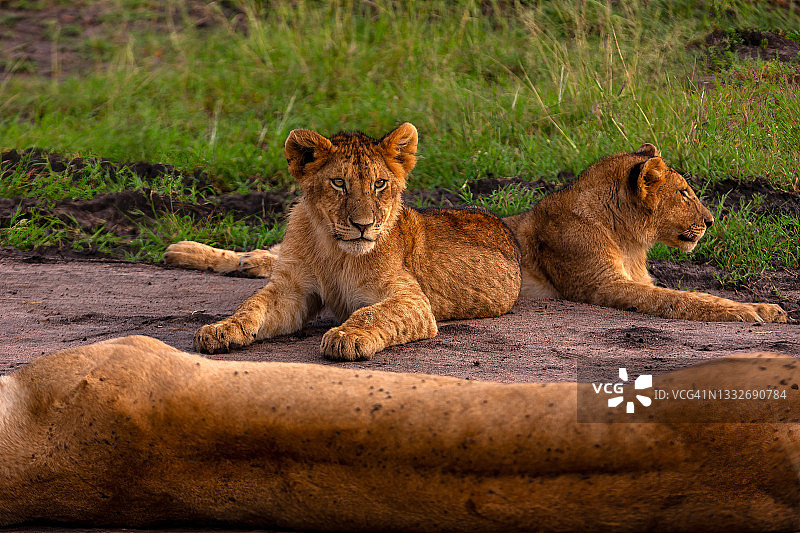 黎明时分野生的非洲狮幼崽图片素材