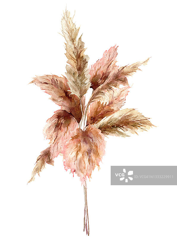 水彩热带花束与干燥的蒲苇草。手工绘制的异国情调的卡片孤立在白色的背景。花卉插图的设计，印刷，织物或背景。图片素材