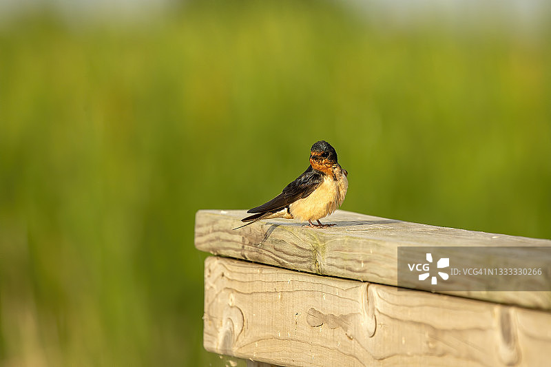 仓燕(Hirundo rustica)，一种坐在栏杆上的成年鸟图片素材