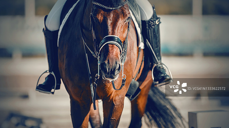 马术运动。肖像运动种马在双笼头。骑手的腿在马镫上，骑着一匹红马。图片素材