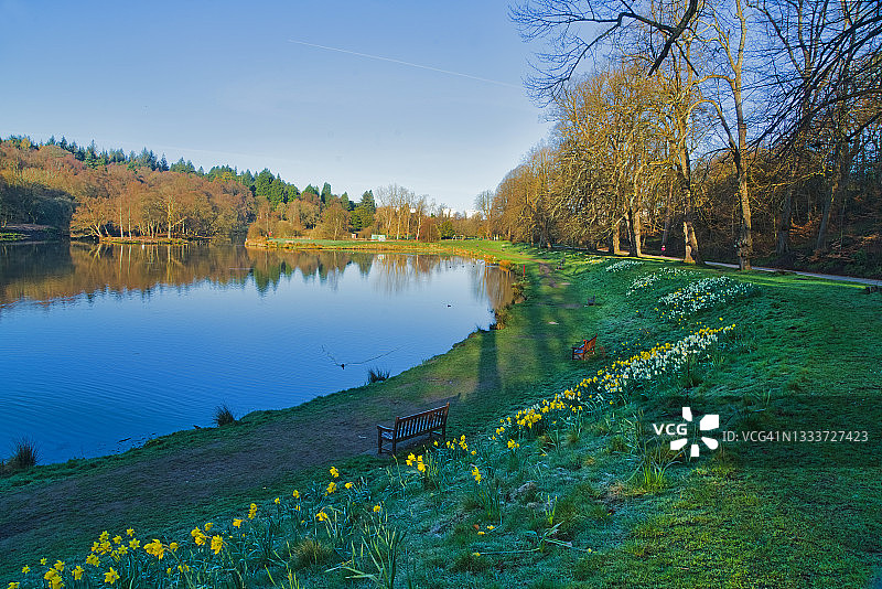 早跑在卡伦达公共公园，福尔柯克，春天和水仙花，苏格兰中部图片素材