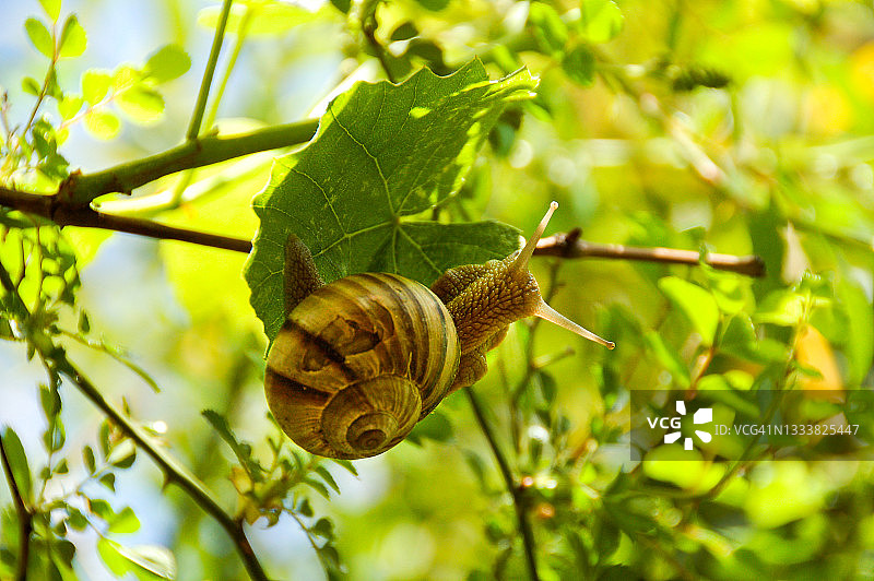 一只大蜗牛坐在绿色的藤叶上。宏,特写。林蜗牛(Arianta arbustorum)是一种中等大小的陆生蜗牛。图片素材