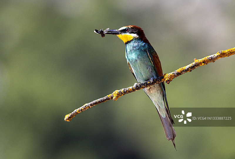 欧洲食蜂鸟(欧洲食蜂鸟)。鸟在树枝上，嘴里叼着它捕获的昆虫。图片素材