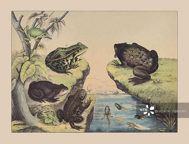 两栖动物(无脊椎动物)，手工彩色印刷，1882年出版图片素材
