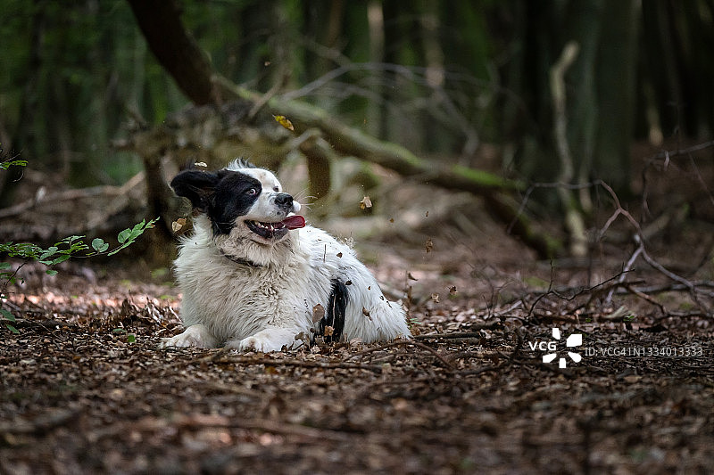 一只陆地狗躺在森林的树叶上图片素材
