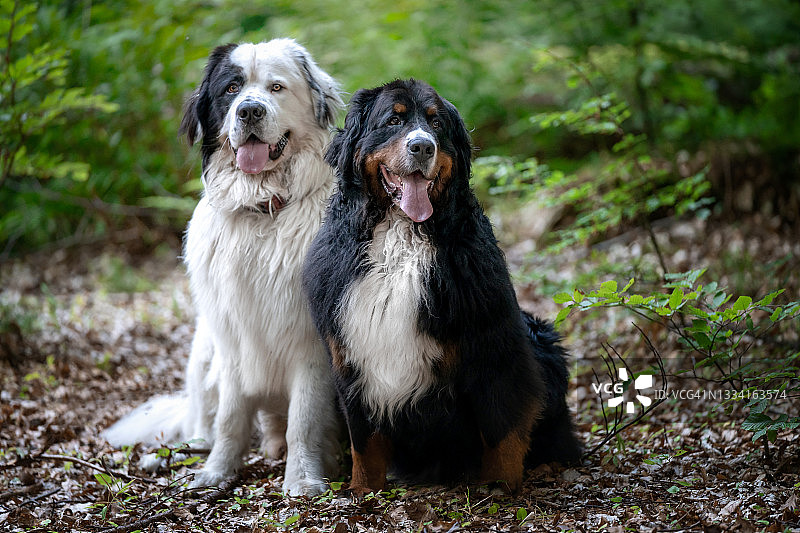 两只大狗的肖像图片素材