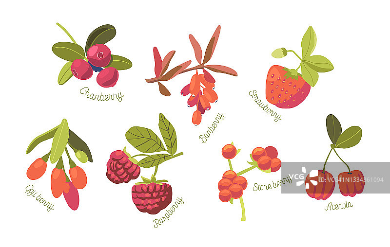 一套季节性夏季花园和野生浆果草莓，蔓越莓，覆盆子和石莓与针叶和枸杞图片素材