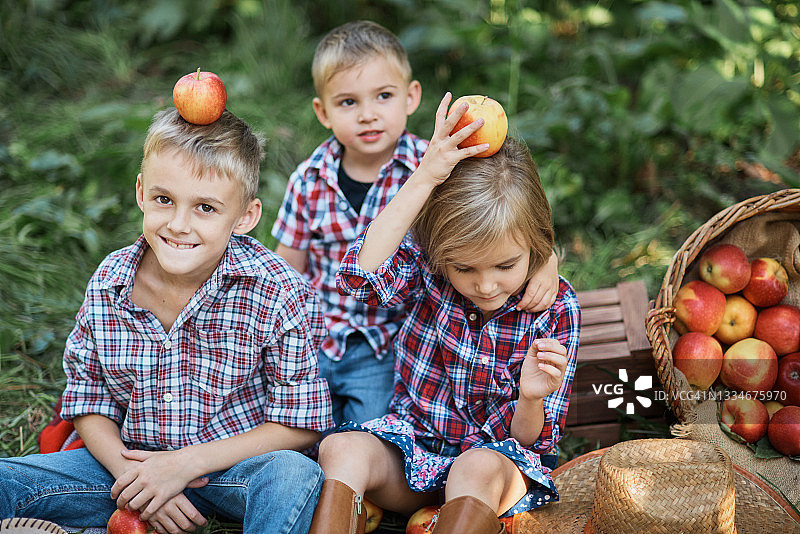 孩子们在苹果园里拿着苹果。孩子在果园里吃有机苹果。收获的概念。在花园里，蹒跚学步的孩子在秋天收获时吃水果。摘苹果。图片素材