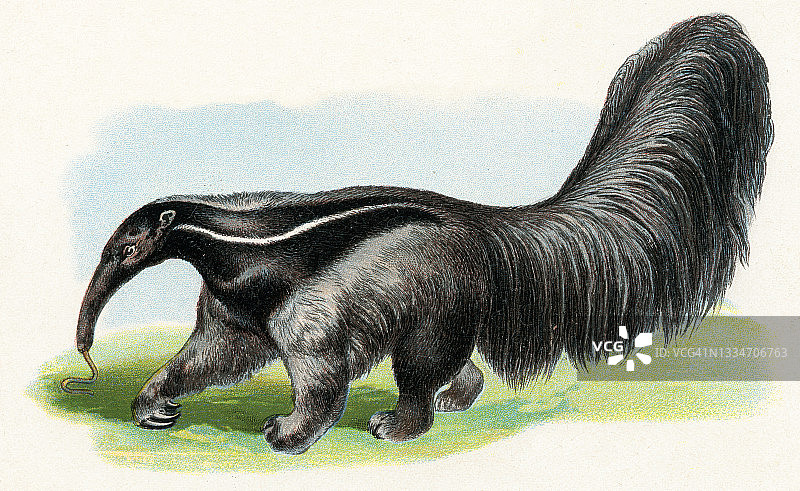 食蚁兽插图1899图片素材